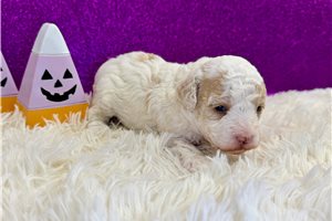 Jessie - puppy for sale
