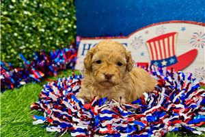 Twinkle - Poodle, Miniature for sale