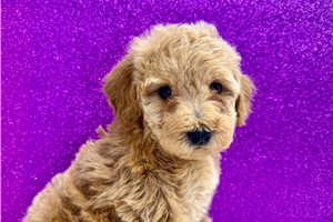 Dana - Toy Poodle for sale
