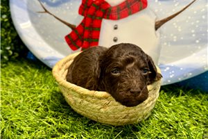 Demi - Poodle, Miniature for sale