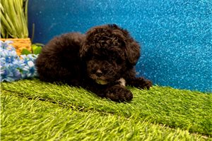 Irene - Poodle, Toy for sale