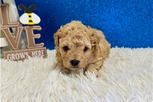 Leon - puppy for sale