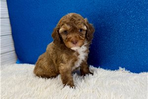 Forest - Poodle, Miniature for sale