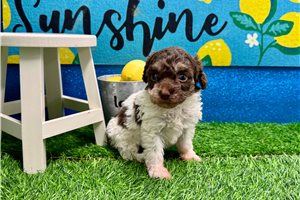Alyssa - Poodle, Miniature for sale