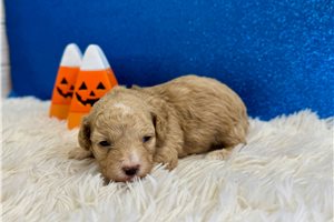 Java - Poodle, Miniature for sale