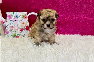 Lana - puppy for sale