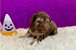 Kendra - puppy for sale