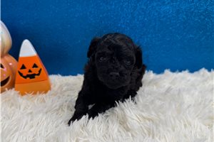 Dante - Toy Poodle for sale