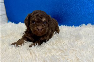 James - Poodle, Toy for sale