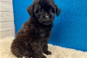 Dante - Toy Poodle for sale