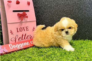 Cerise - puppy for sale