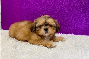Gabriella - Shih Tzu for sale