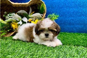Lester - Shih Tzu for sale