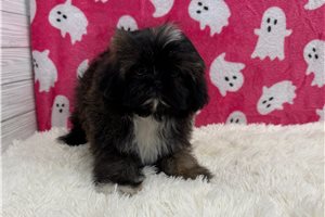 Etta - puppy for sale
