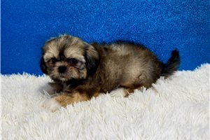 Grayson - Shih Tzu for sale