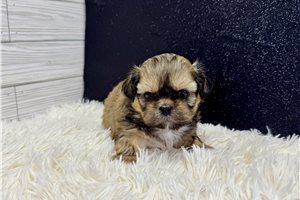 Grayson - puppy for sale