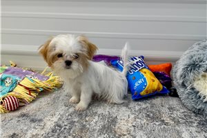 Celo - Shih Tzu for sale