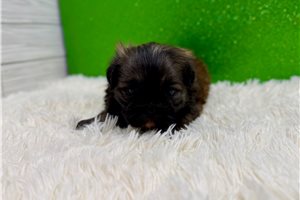 Elway - puppy for sale