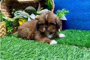 Louie - Shih Tzu for sale