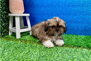 Lincoln - Shih Tzu for sale