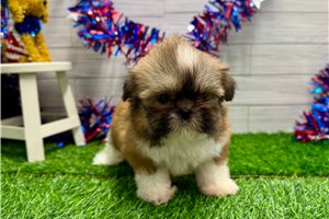 Bailey - Shih Tzu for sale