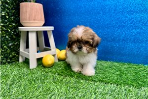 Lois - Shih Tzu for sale