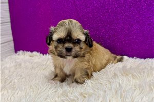 Gwen - puppy for sale