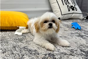 Celo - Shih Tzu for sale