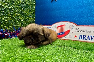 Benjamin - Shih Tzu for sale