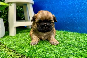 Bobby - puppy for sale