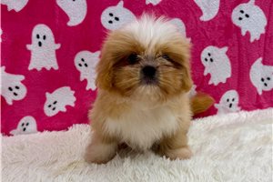 Esther - Shih Tzu for sale