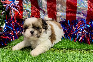 Buttercup - Shih Tzu for sale