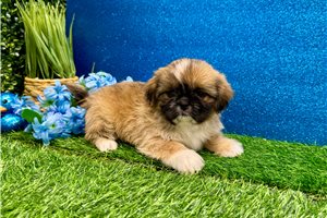 Francine - Shih Tzu for sale