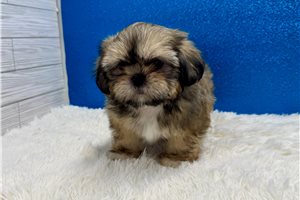 Grayson - Shih Tzu for sale