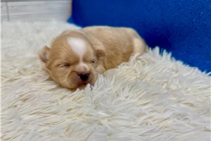 Vito - Shih Tzu for sale