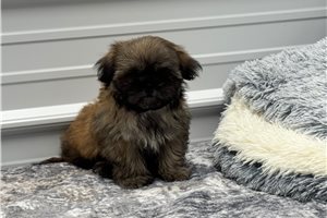 Benjamin - Shih Tzu for sale