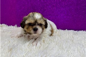 Greta - Shih Tzu for sale