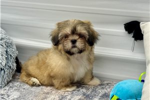 Gwen - Shih Tzu for sale
