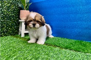 Linus - Shih Tzu for sale