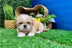 Lawrence - Shih Tzu for sale