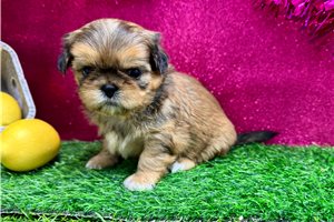 Farrah - puppy for sale