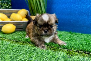 Foster - puppy for sale