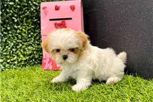Celo - puppy for sale