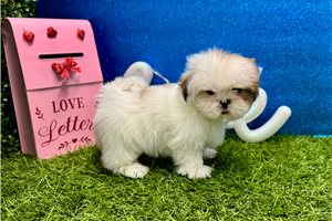 Chris - puppy for sale