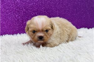 Esther - Shih Tzu for sale