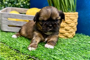 Lindsey - puppy for sale