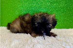 Elway - Shih Tzu for sale