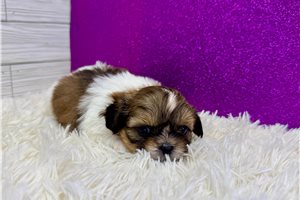 Gianna - puppy for sale