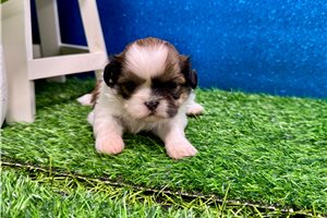 Buttercup - puppy for sale