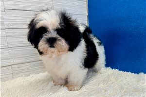 Emerson - Shih Tzu for sale